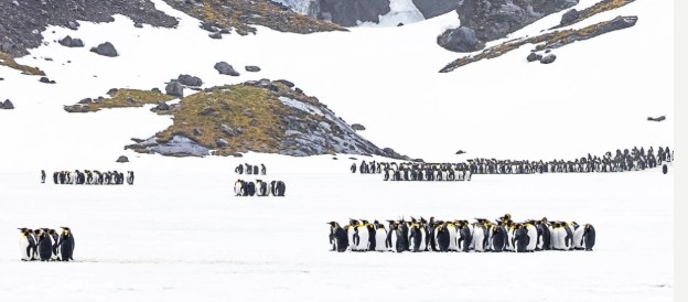 Feture image for White Kings: South Georgia Special Photo Tour