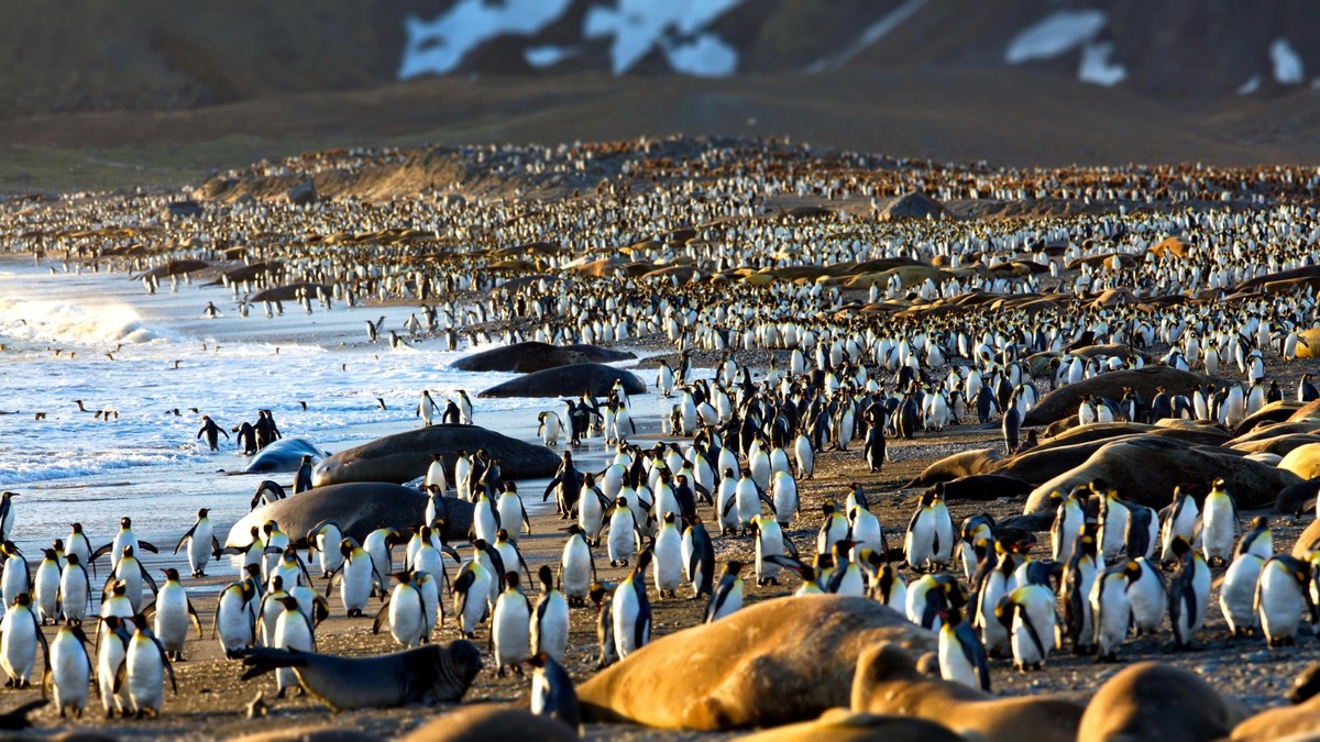 Feture image for WILDLIFE, HISTORY AND RUGGED BEAUTY - SOUTH GEORGIA