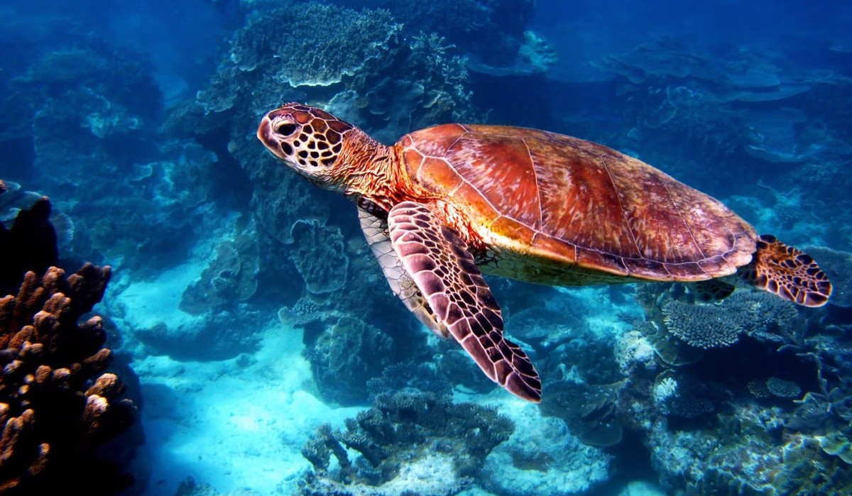 Feture image for 11 Days Luxury Kimberley Cruise - Darwin to Broome