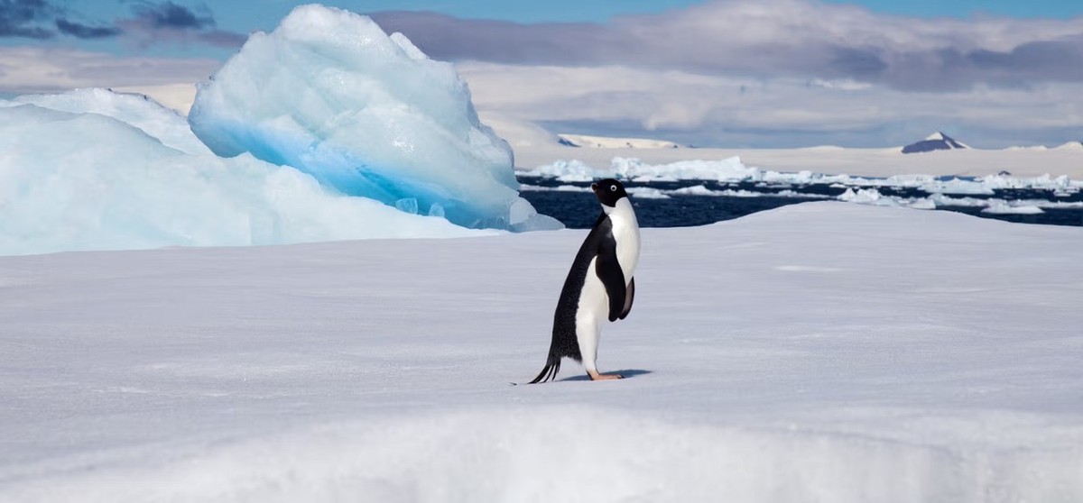 Feture image for 14 Days Luxury Antarctica Expedition - Puerto Williams to Puerto Williams