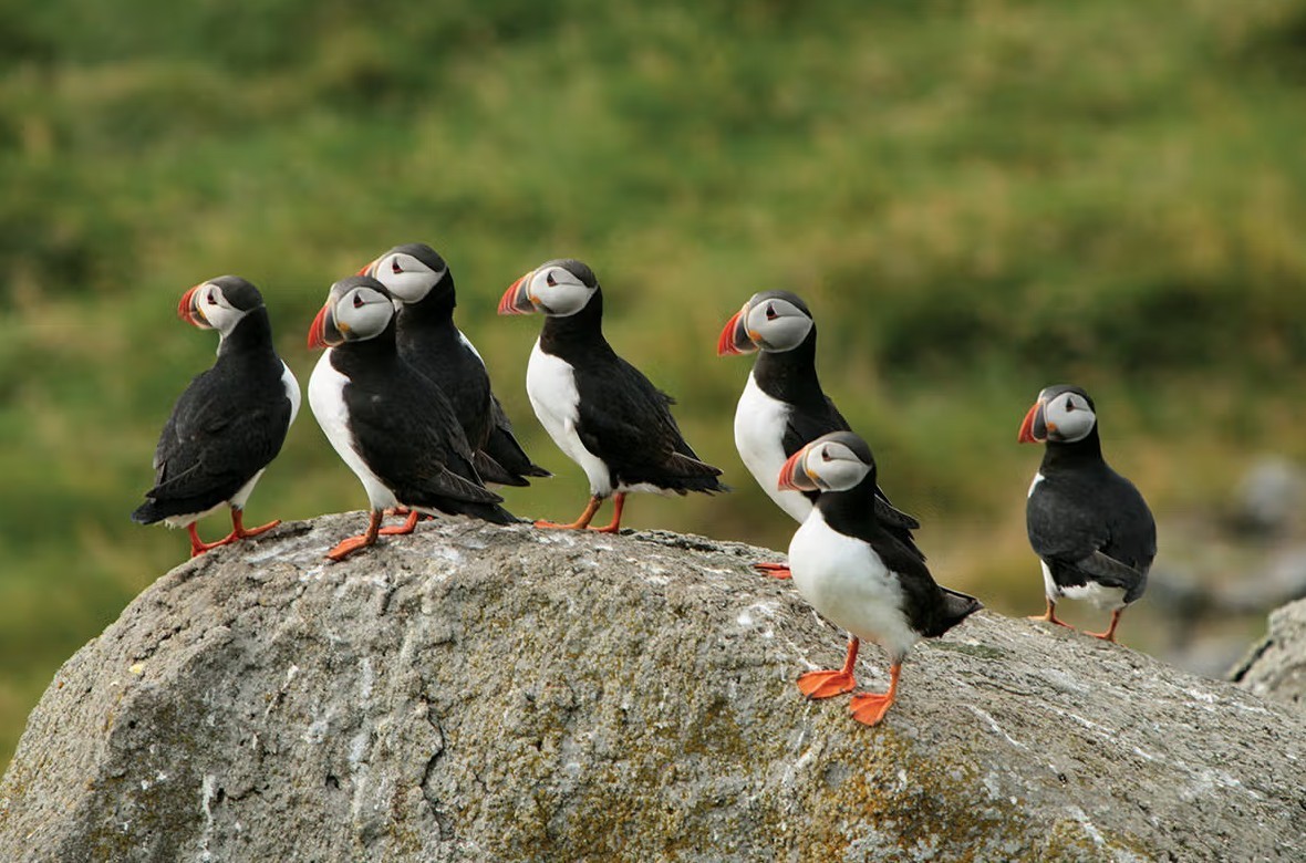 Feture image for 14 Days Luxury Iceland & Spitsbergen Cruise - Reykjavik to Tromsø