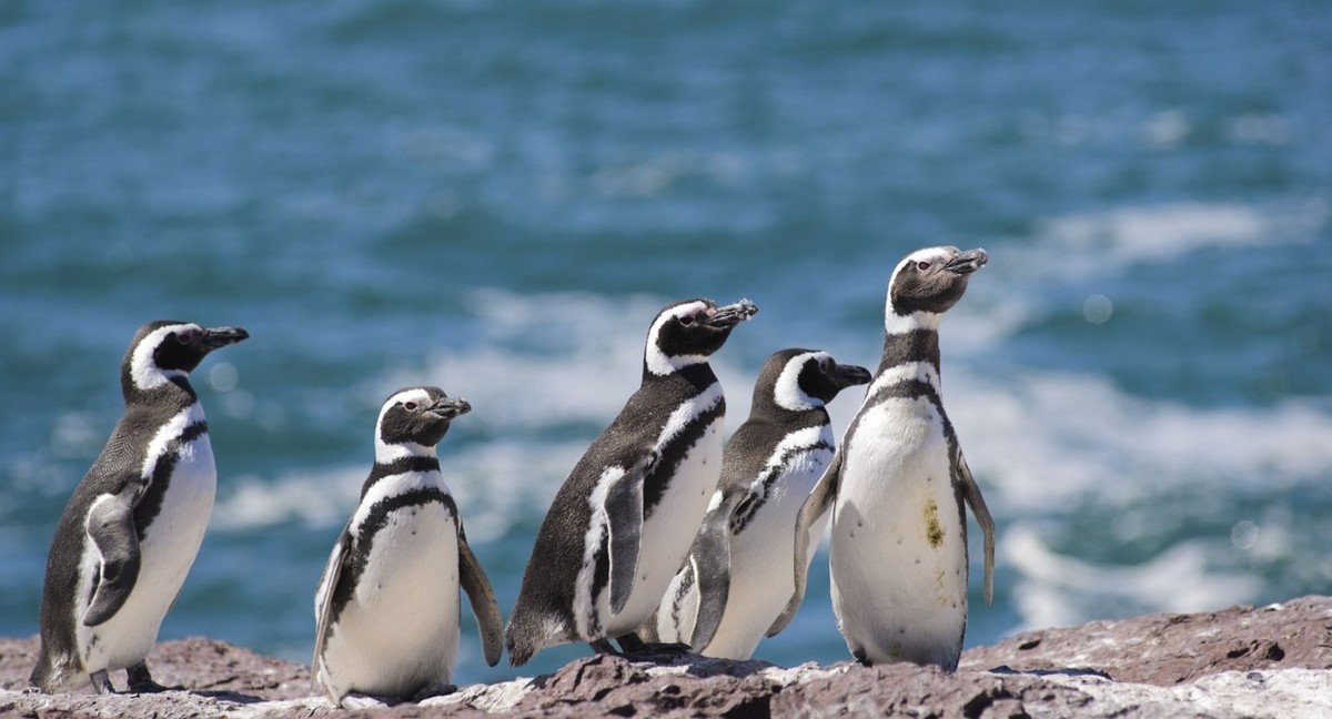 Feture image for 17 Days Luxury South America Cruise - Buenos Aires to Valparaiso
