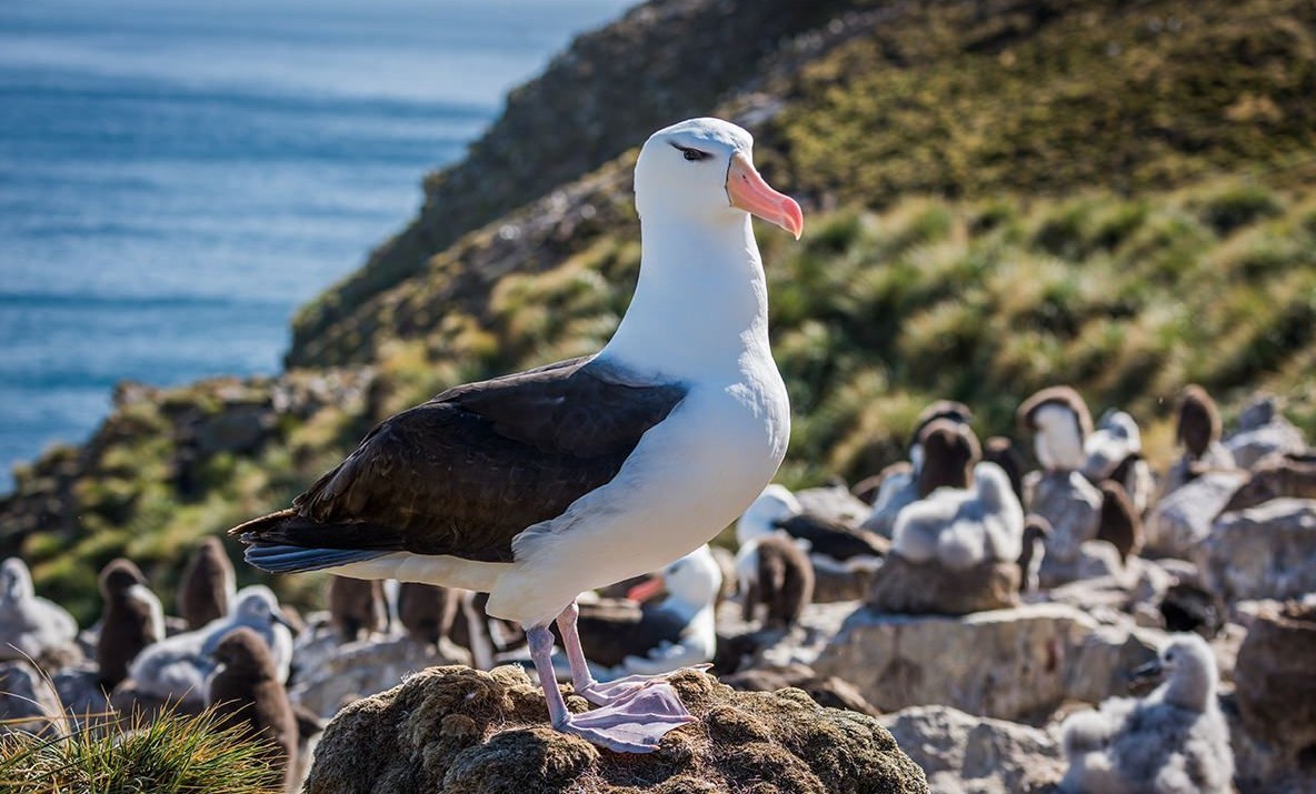 Feture image for 23 Days Transatlantic Luxury Cruise - Puerto Williams to Cape Town