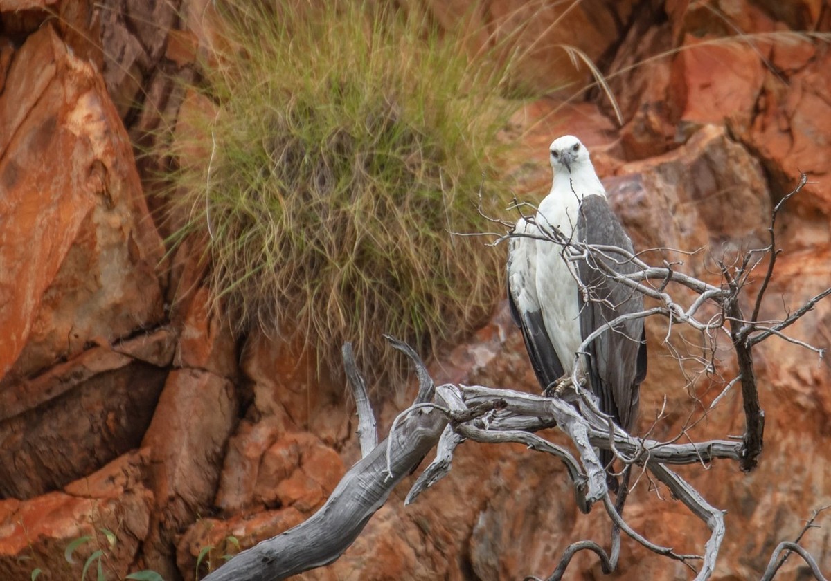 Feture image for A Lens on Nature: The Kimberley Small Ship Cruise