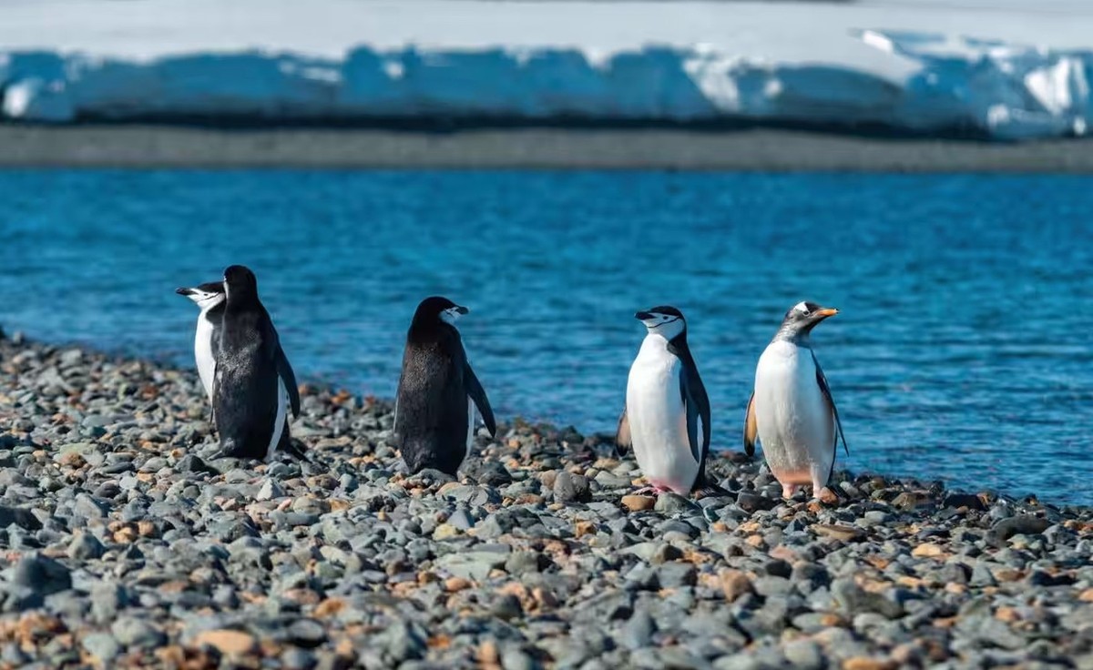 Feture image for Antarctic Circle New Year Expedition Micro Cruise by Air