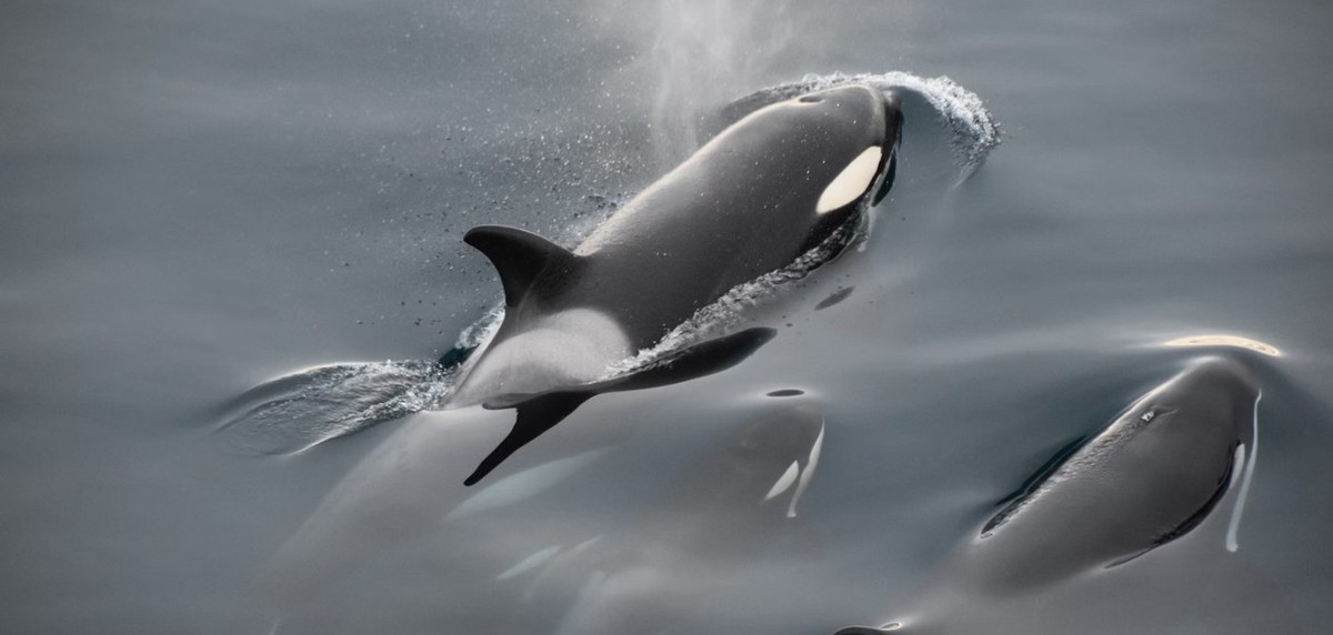 Feture image for Antarctic Marine Mammals: The World of Whales and Seals Expedition Cruise