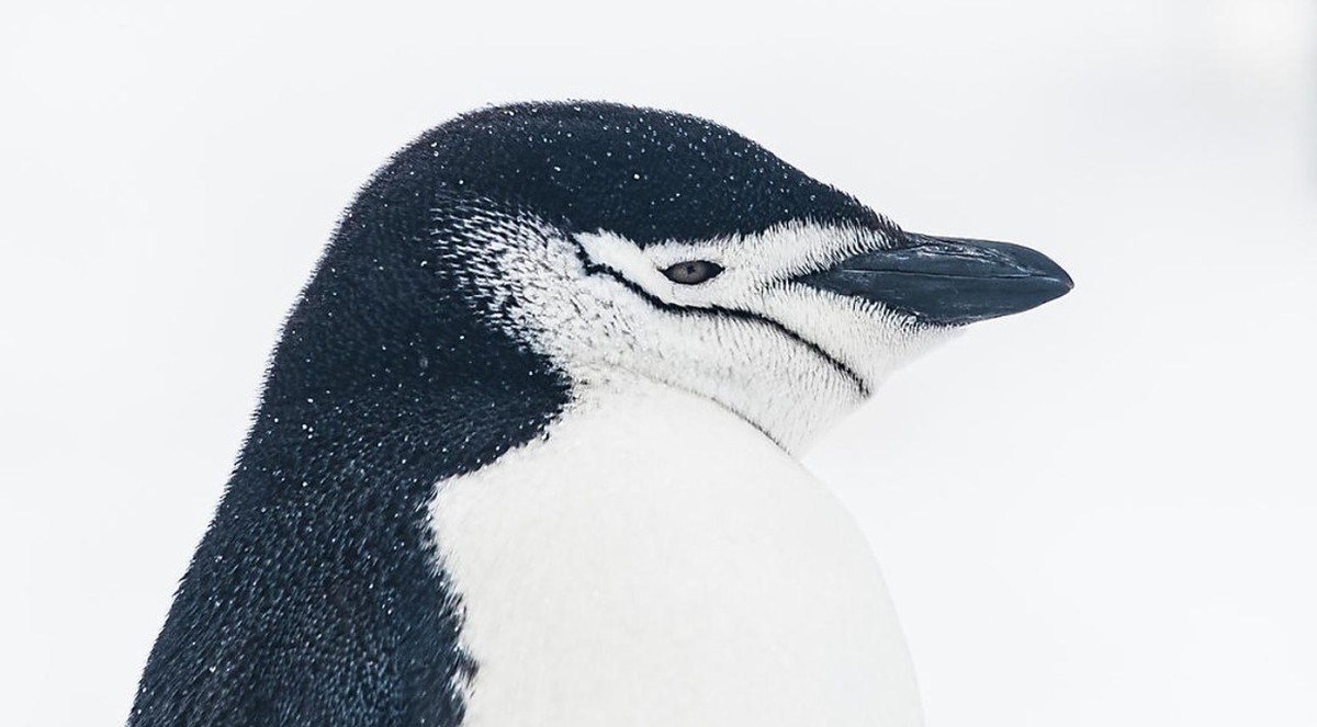 Feture image for Cruise Scott & Shackleton's Antarctic - Ross Sea Expedition