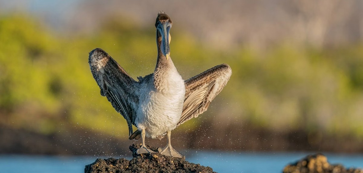 Feture image for Eminence Galapagos Luxury 7A Cruise