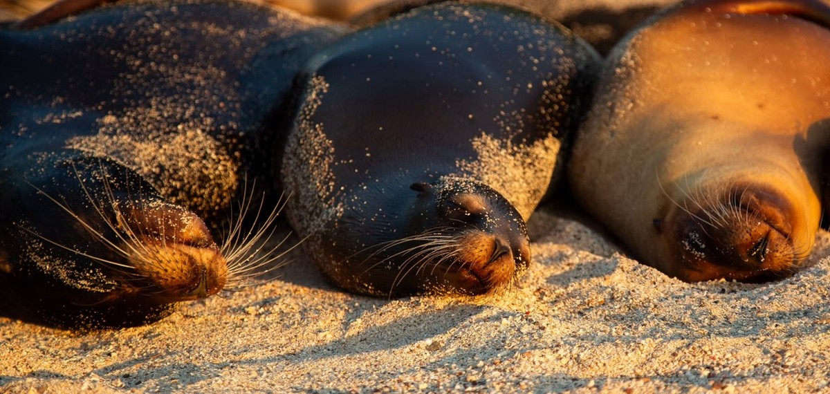 Feture image for Eminence Galapagos Luxury 7B Cruise