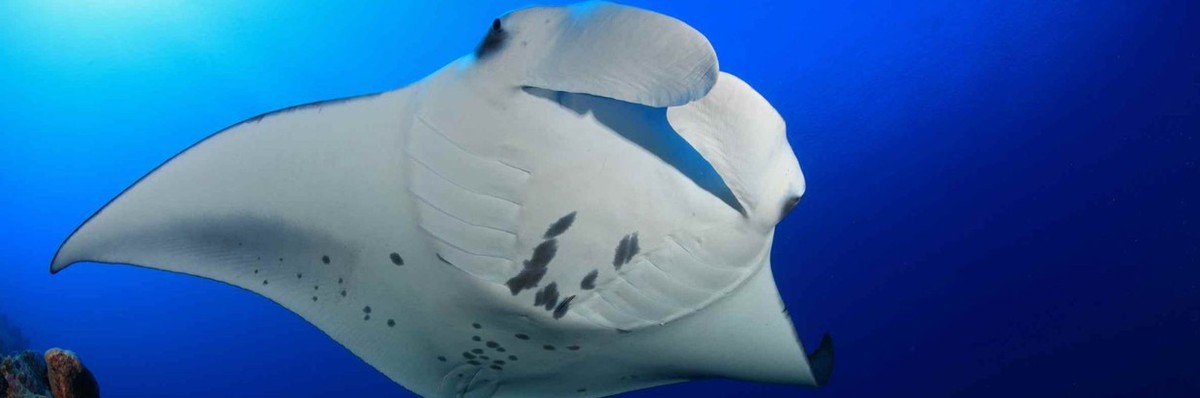 Feture image for Ultimate Maldives: A Snorkeling & Diving Adventure