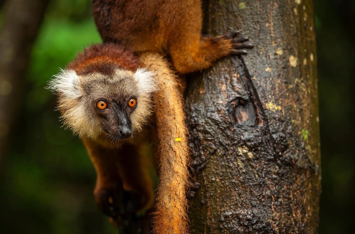 Feture image for From Madagascar to the Seychelles, Unsuspected Islands Luxury Cruise