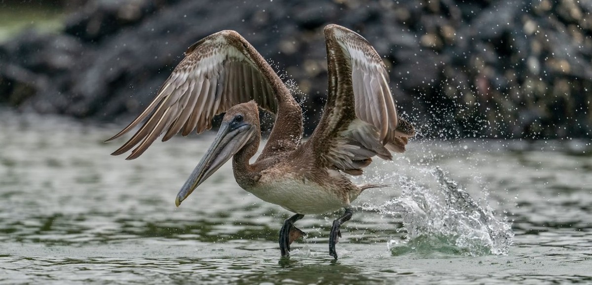 Feture image for Grand Ocean Spray 8 Day Galapagos Cruise B