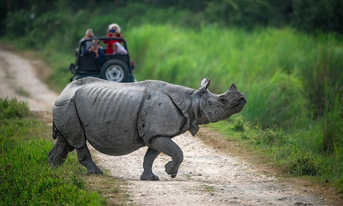 Feture image for India Expedition: Kolkata, Kaziranga and the Brahmaputra River