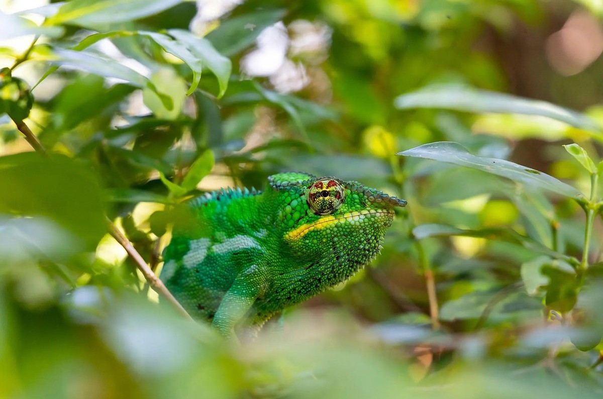 Feture image for Jewels of Madagascar Luxury Cruise