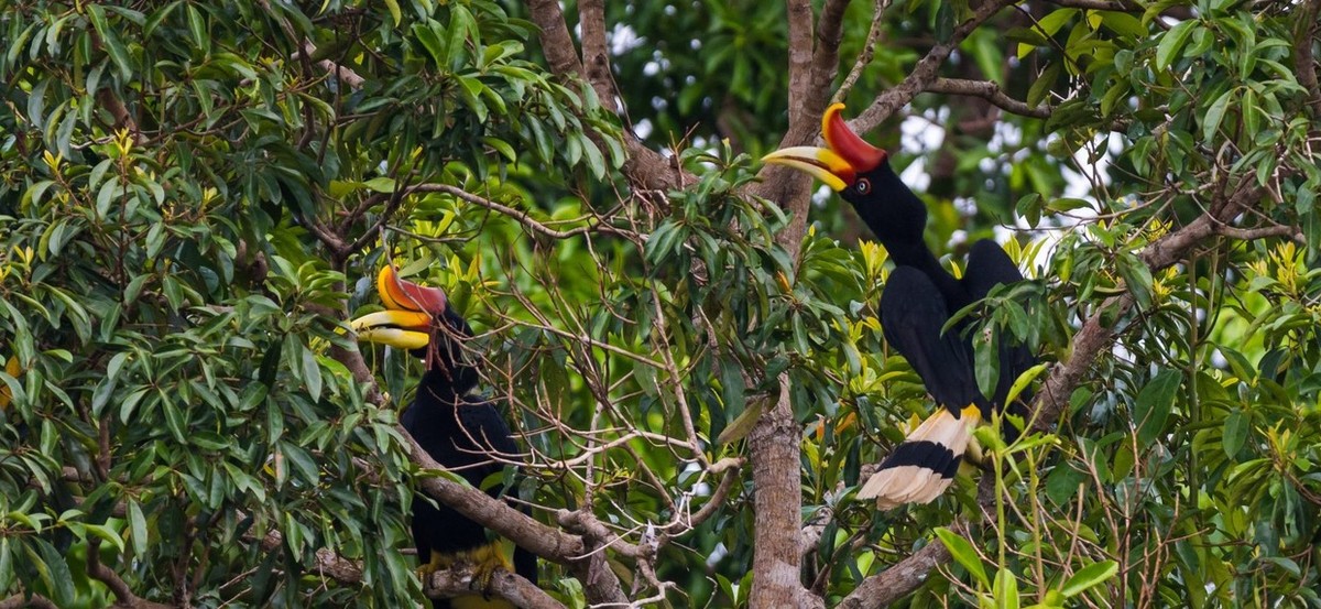 Feture image for Katingan River & Sebangau National Park - Borneo River Cruise