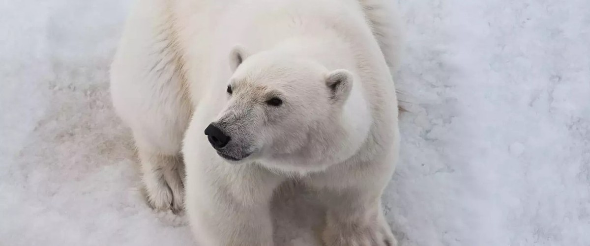 Feture image for Northwest Passage Expedition: Greenland to Alaska