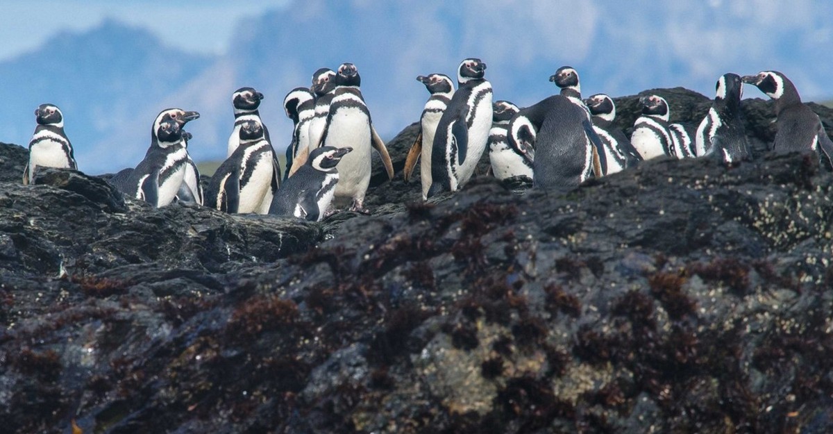 Feture image for Patagonia: Chilean Fjords and Argentina's Staten Island