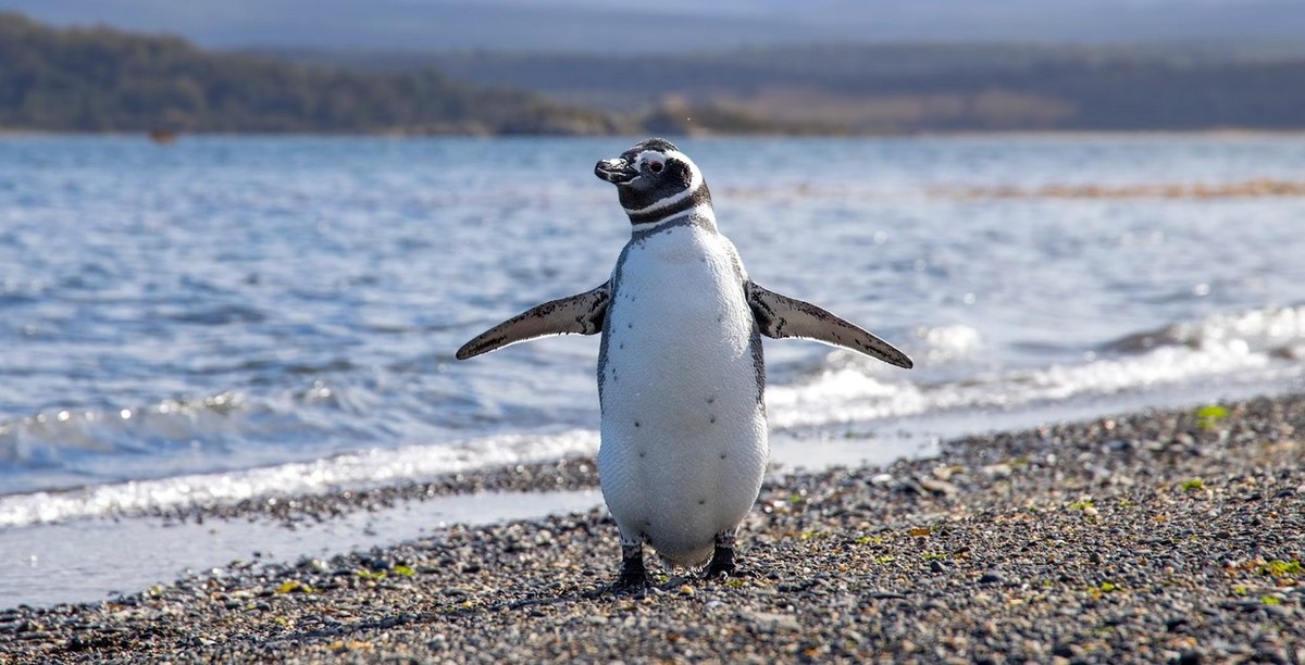 Feture image for Patagonian Explorer - Small Ship Cruise