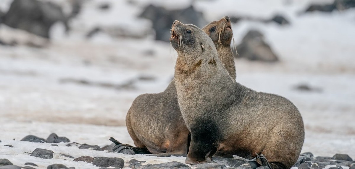 Feture image for Penguins of the Far South: Falklands, South Georgia and Antarctica