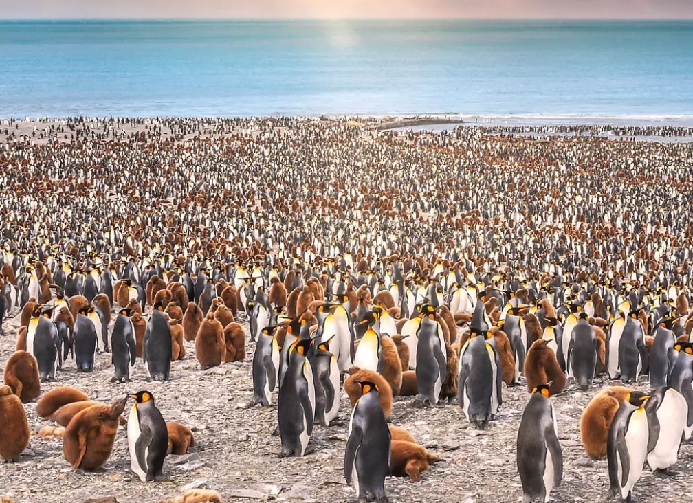 Feture image for 20 Days Luxury Antarctica Expedition with South Georgia - Puerto Williams to Puerto Williams