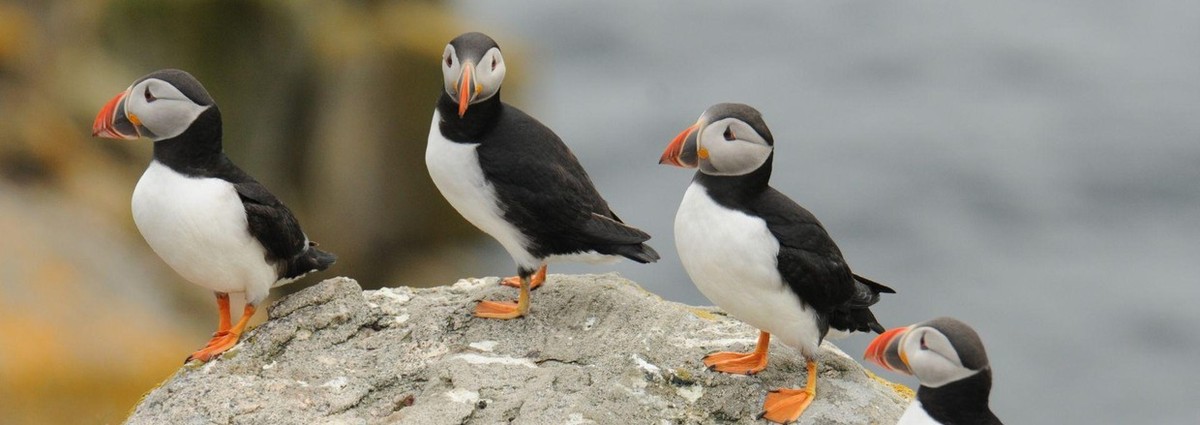 Feture image for Scotland, Faroe Islands & Iceland: A 13-Day Expedition Cruise Exploring the Remote Isles
