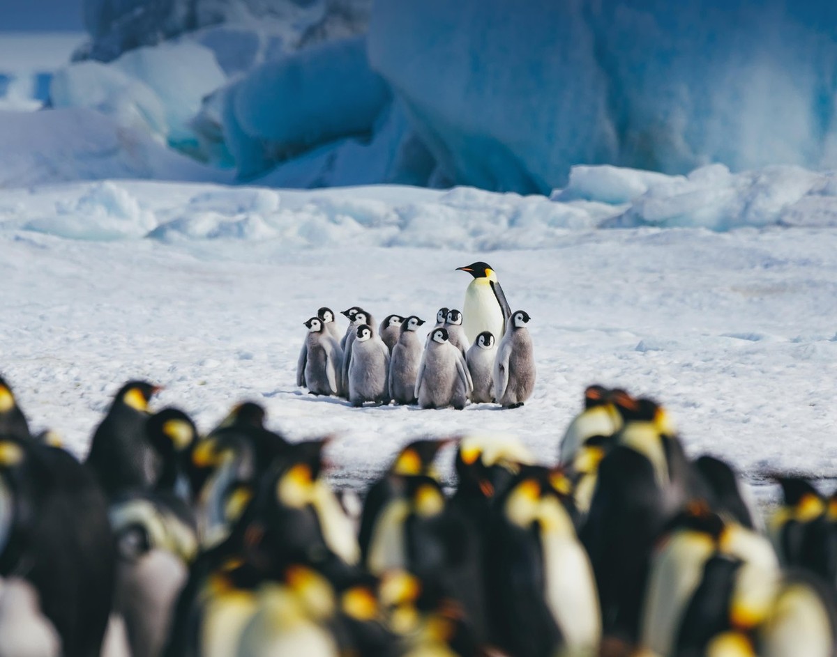 Feture image for Snow Hill to the Peninsula: Shackleton's Emperors Small Ship Cruise