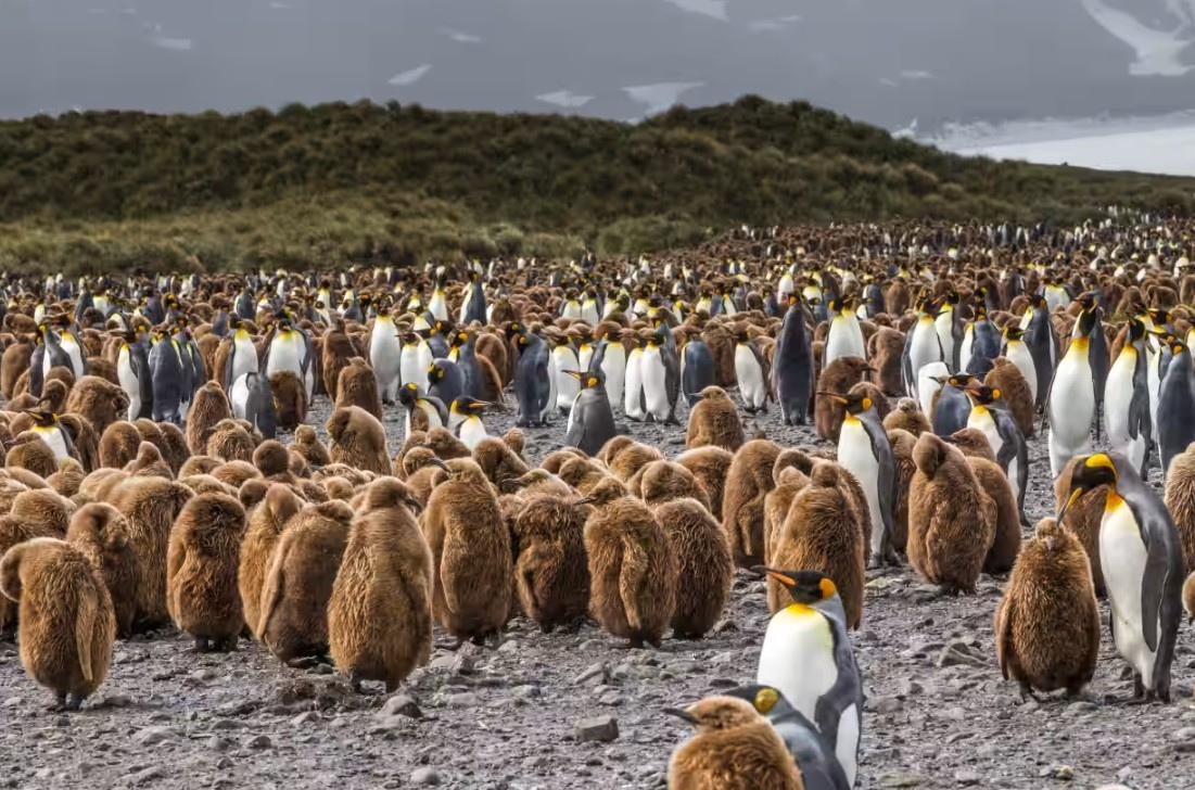 Feture image for South Georgia and Antarctica Shackleton Special Expedition Micro Cruise