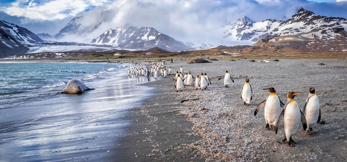 Feture image for South Georgia & Falklands Expedition Cruise From Punta Arenas to Montevideo