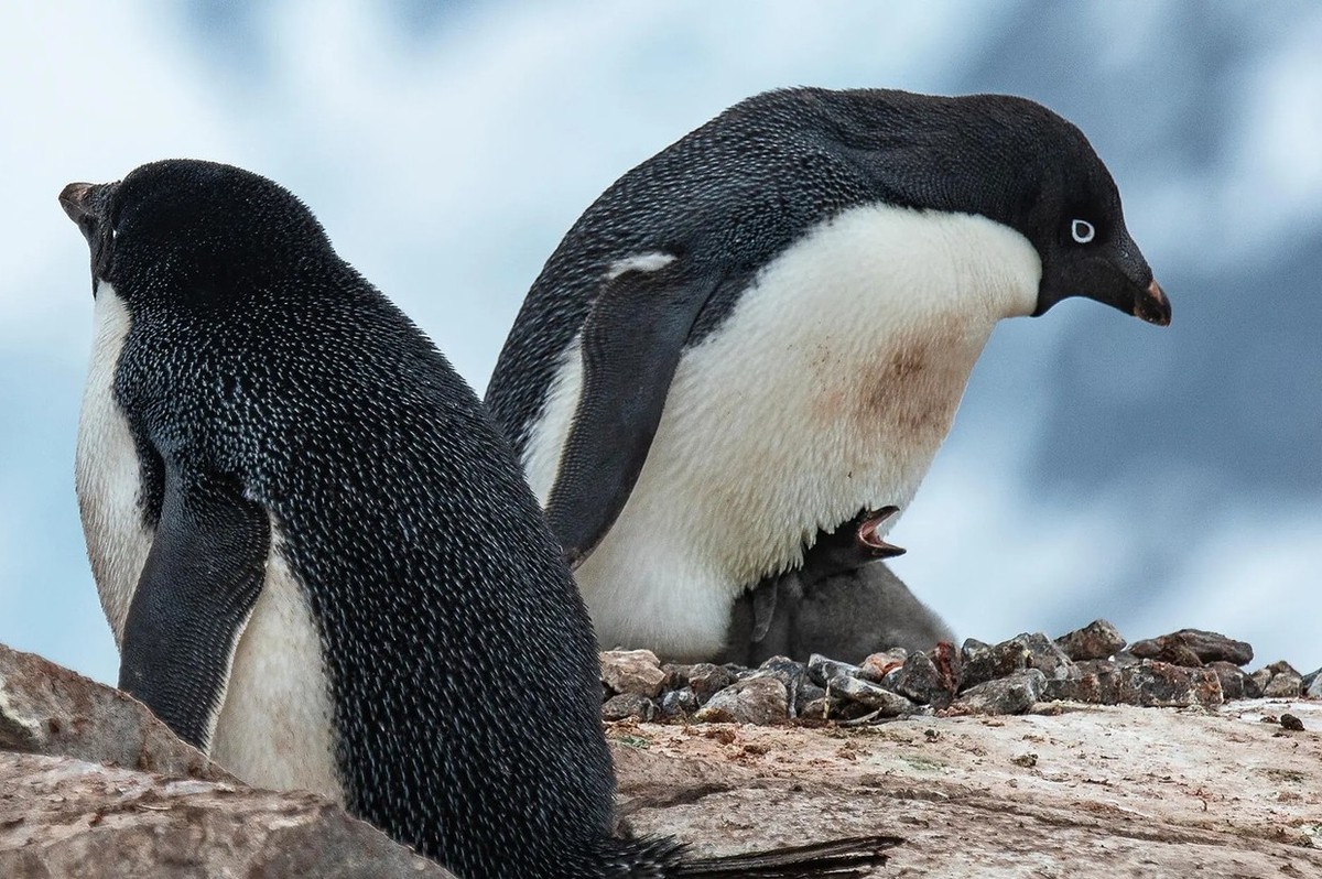 Feture image for The Weddell Sea & Larsen Ice Shelf Luxury Expedition Cruise