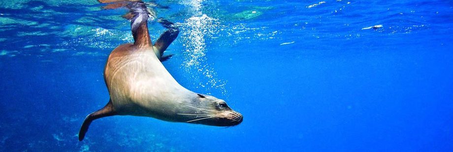 sea lions