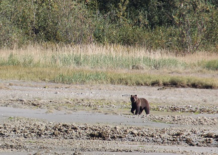 Glacier Bay grizzly