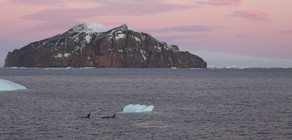 Orca circling a small berg where a lone penguins is sheltaering. The Small Cruise Ship Collection.