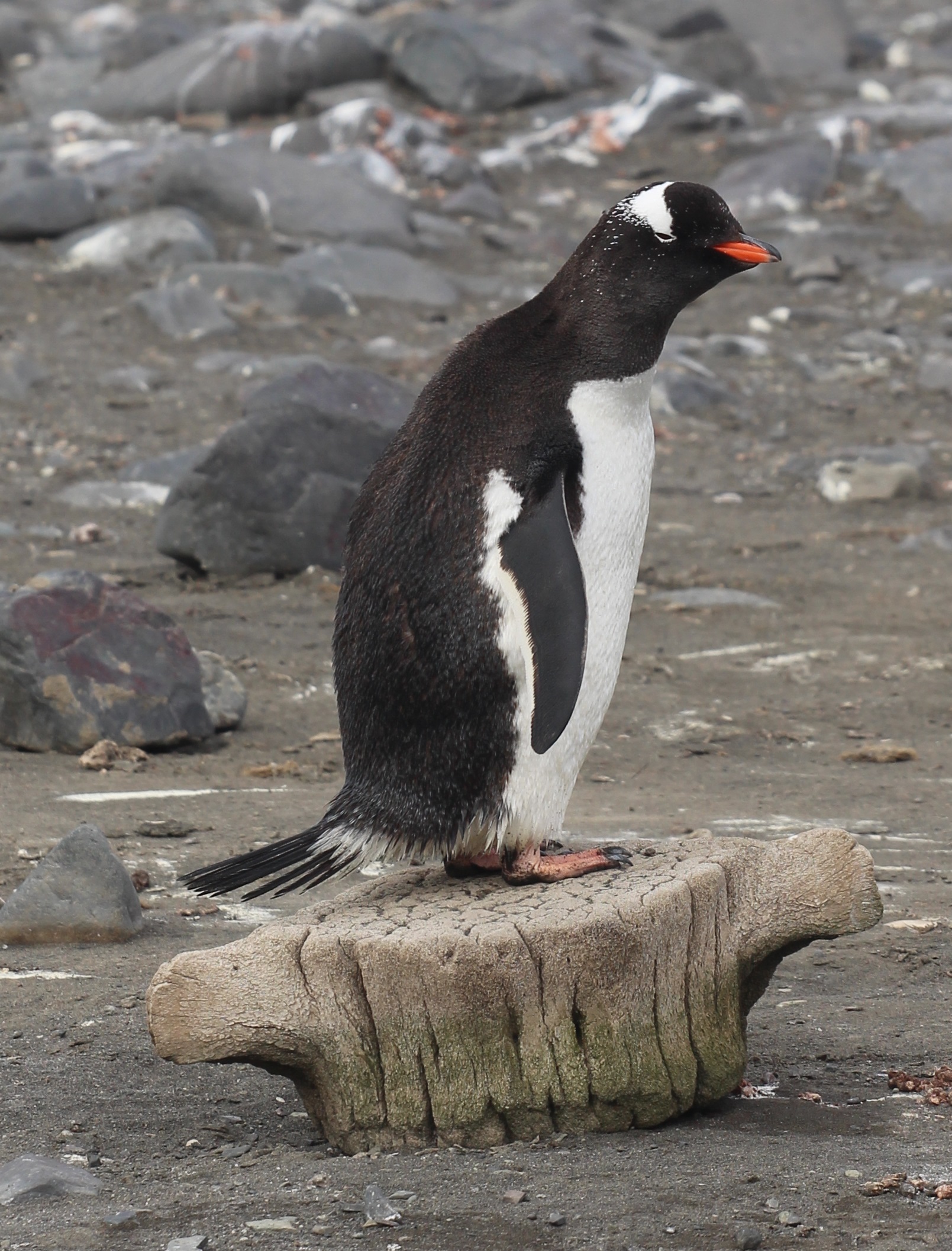 Gentto Penguin at Elephant Point. The Small Cruise Ship Collection