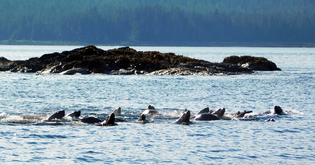 Sea Lions in Alaska